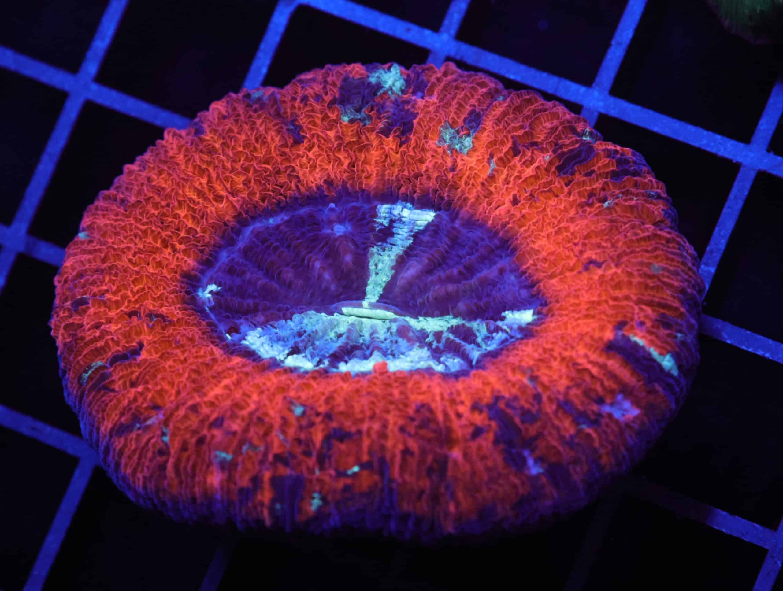 H54 - INDO MARBLED SUNSET TRACHY