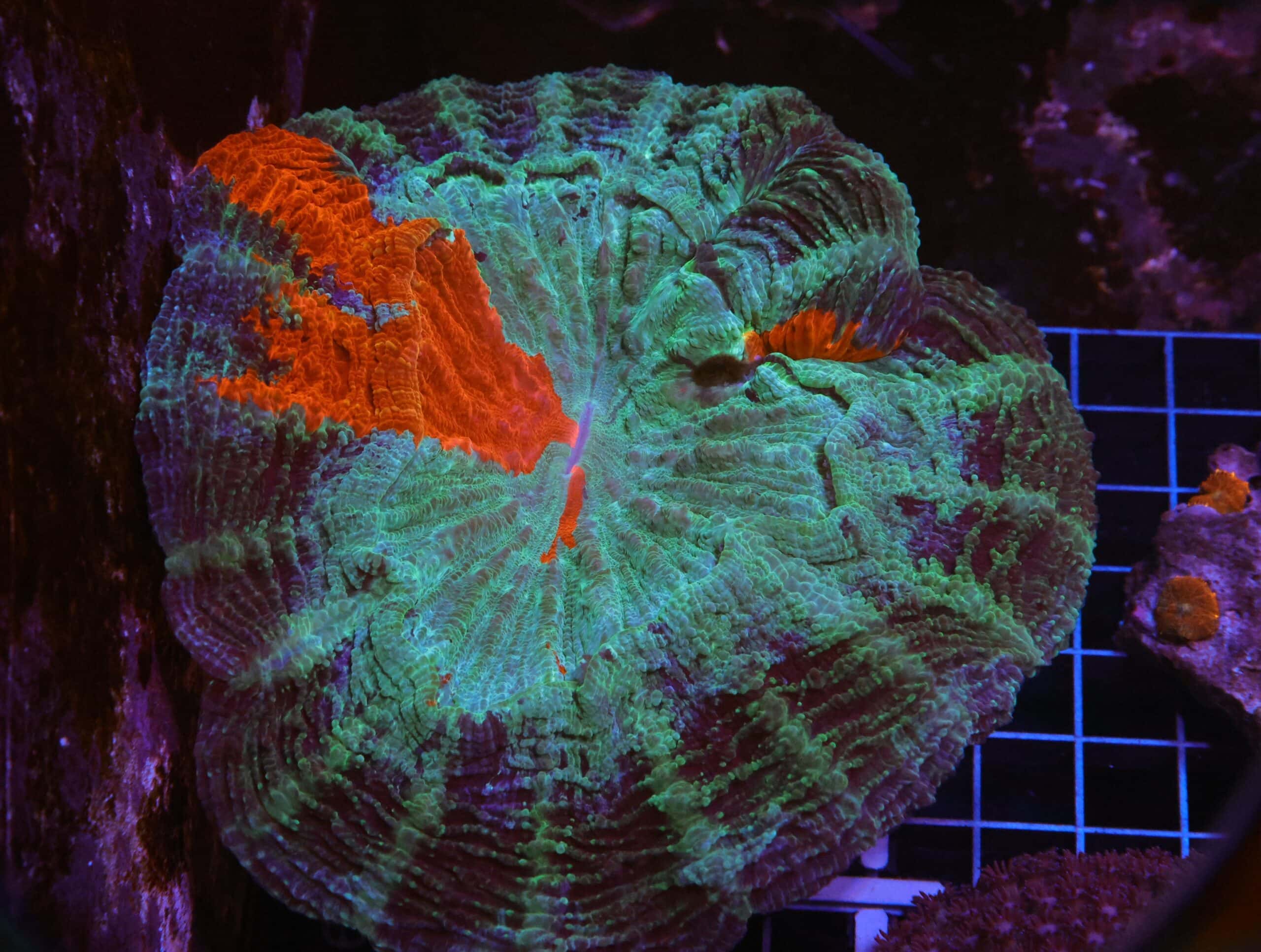 H91 - MALAYSIAN RED STRIPE ACANTHOPHYLLIA