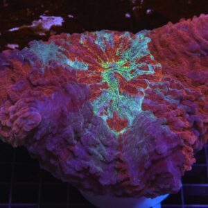 H94 - MALAYSIAN FIRE AND ICE ACANTHOPHYLLIA