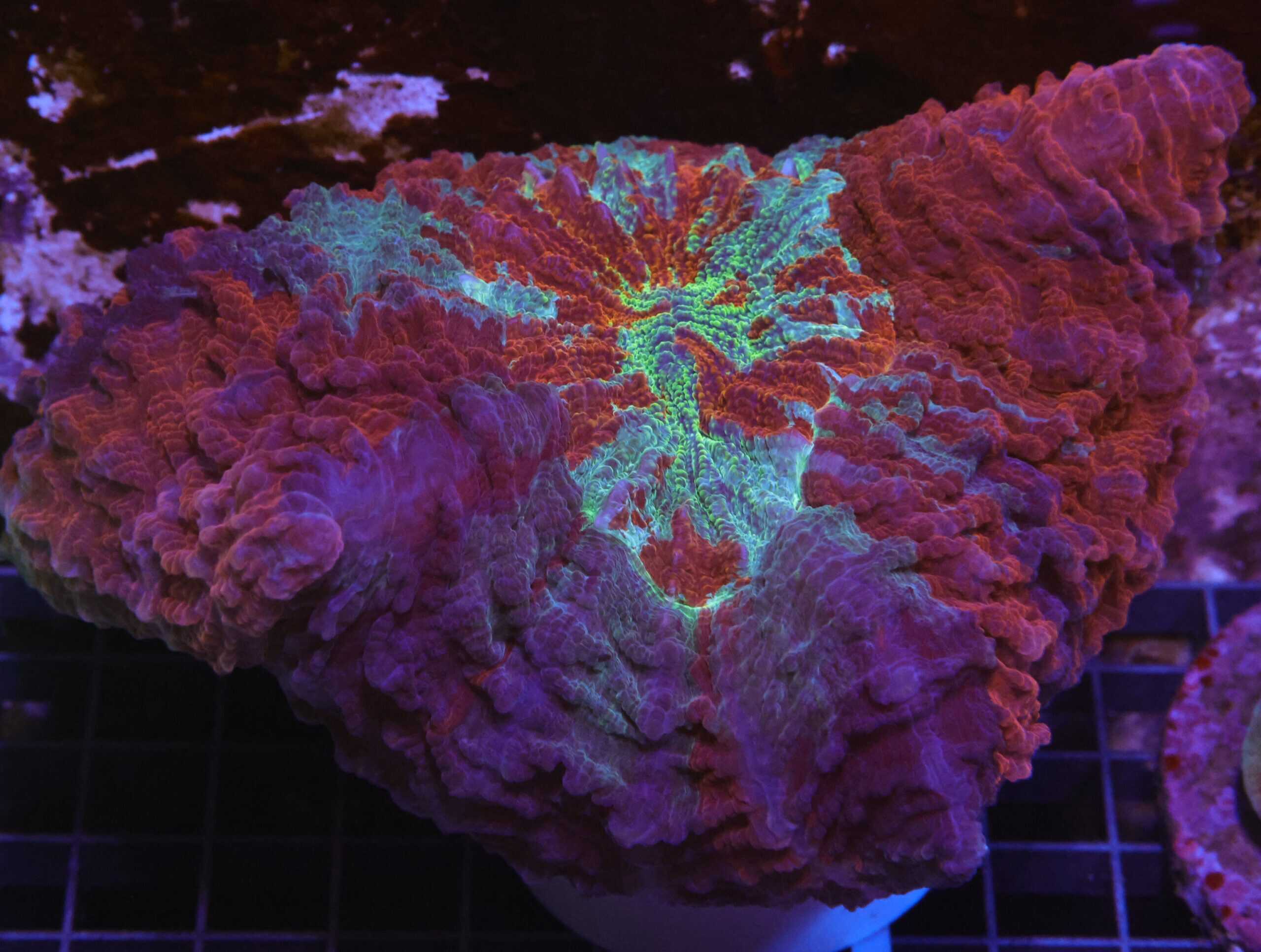 H94 - MALAYSIAN FIRE AND ICE ACANTHOPHYLLIA