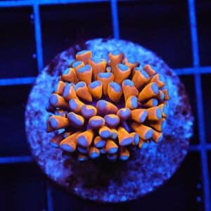 J04 - MALAYSIAN TORCH 24K GOLD 1 HEAD