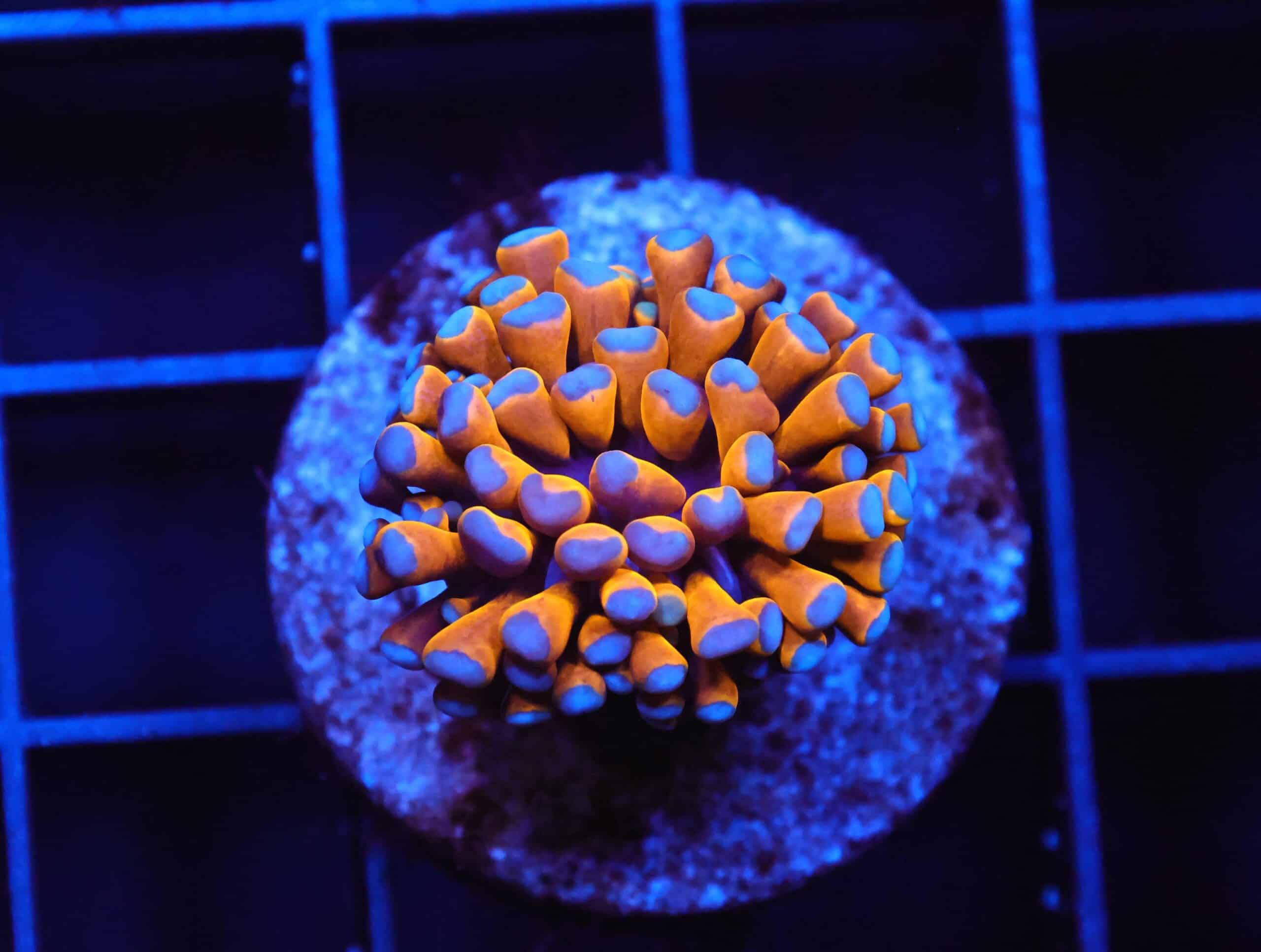 J04 - MALAYSIAN TORCH 24K GOLD 1 HEAD