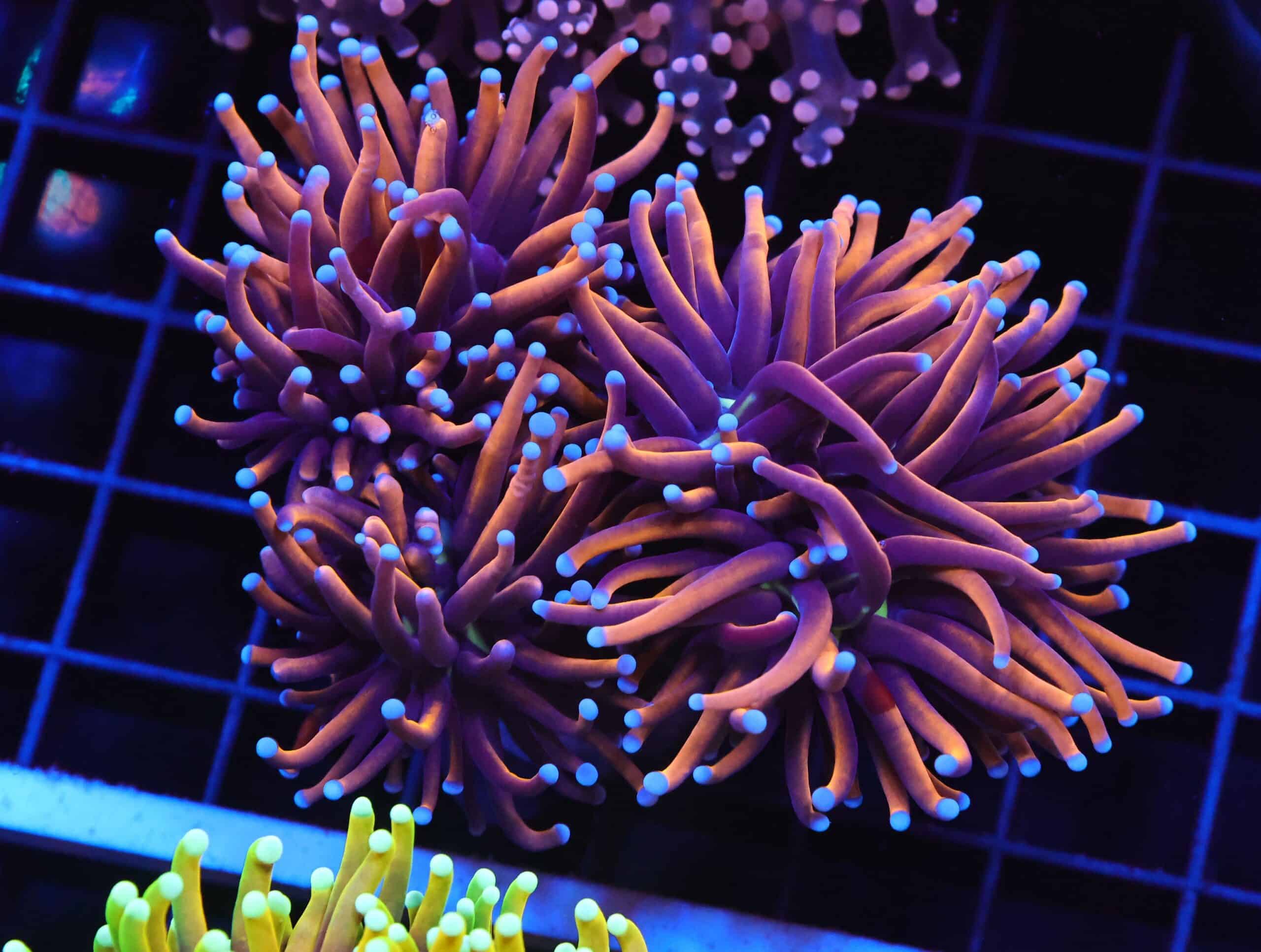 J102 - INDO TORCH GOLD VARIANT 3 HEAD