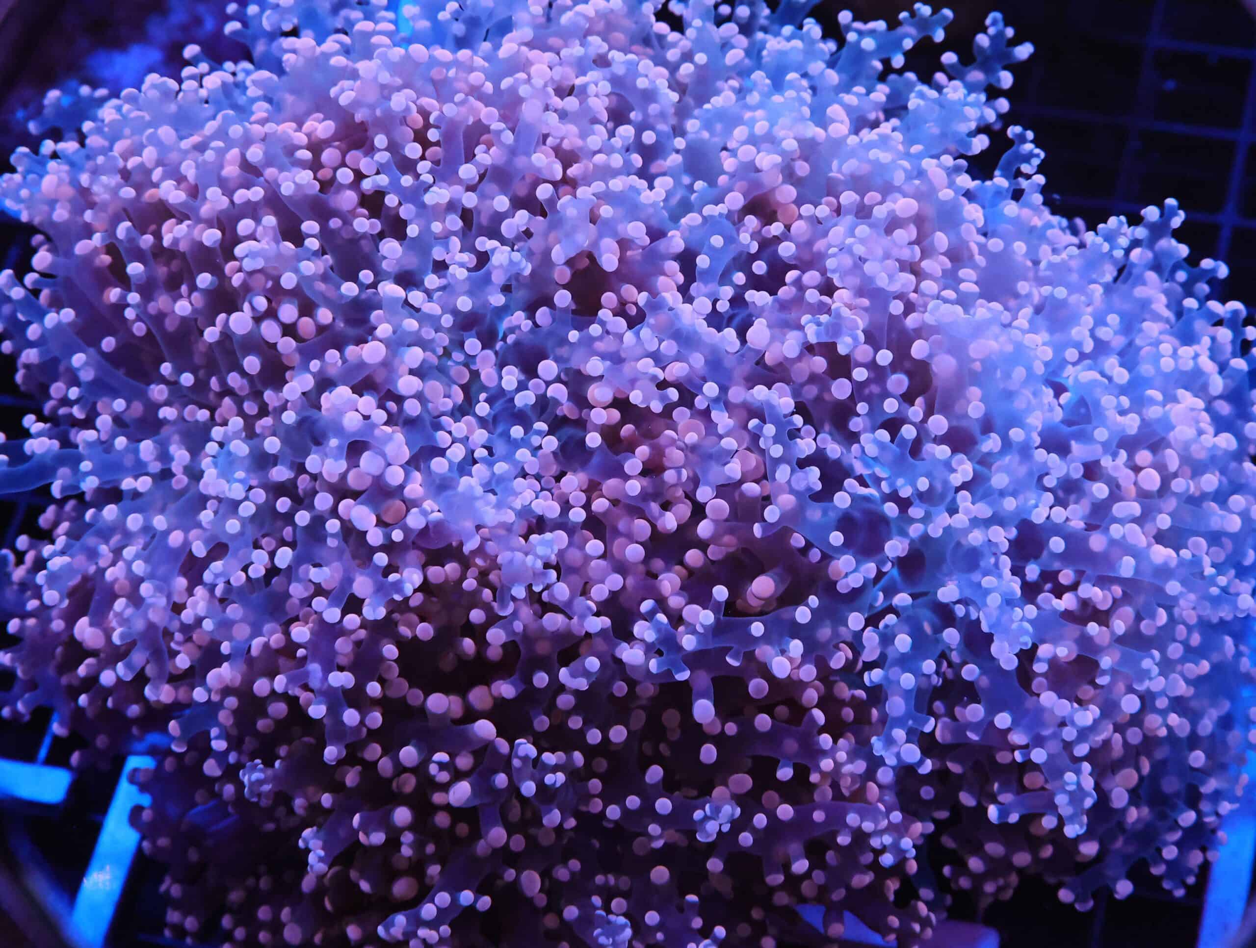 J107 - INDO FROGSPAWN BRANCH PEACH 5 HEAD