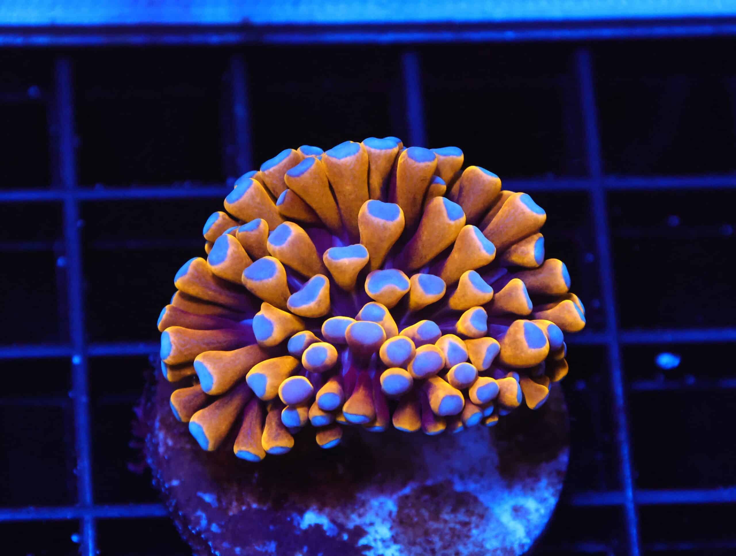 J110 - MALAYSIAN TORCH 24K GOLD 1 HEAD