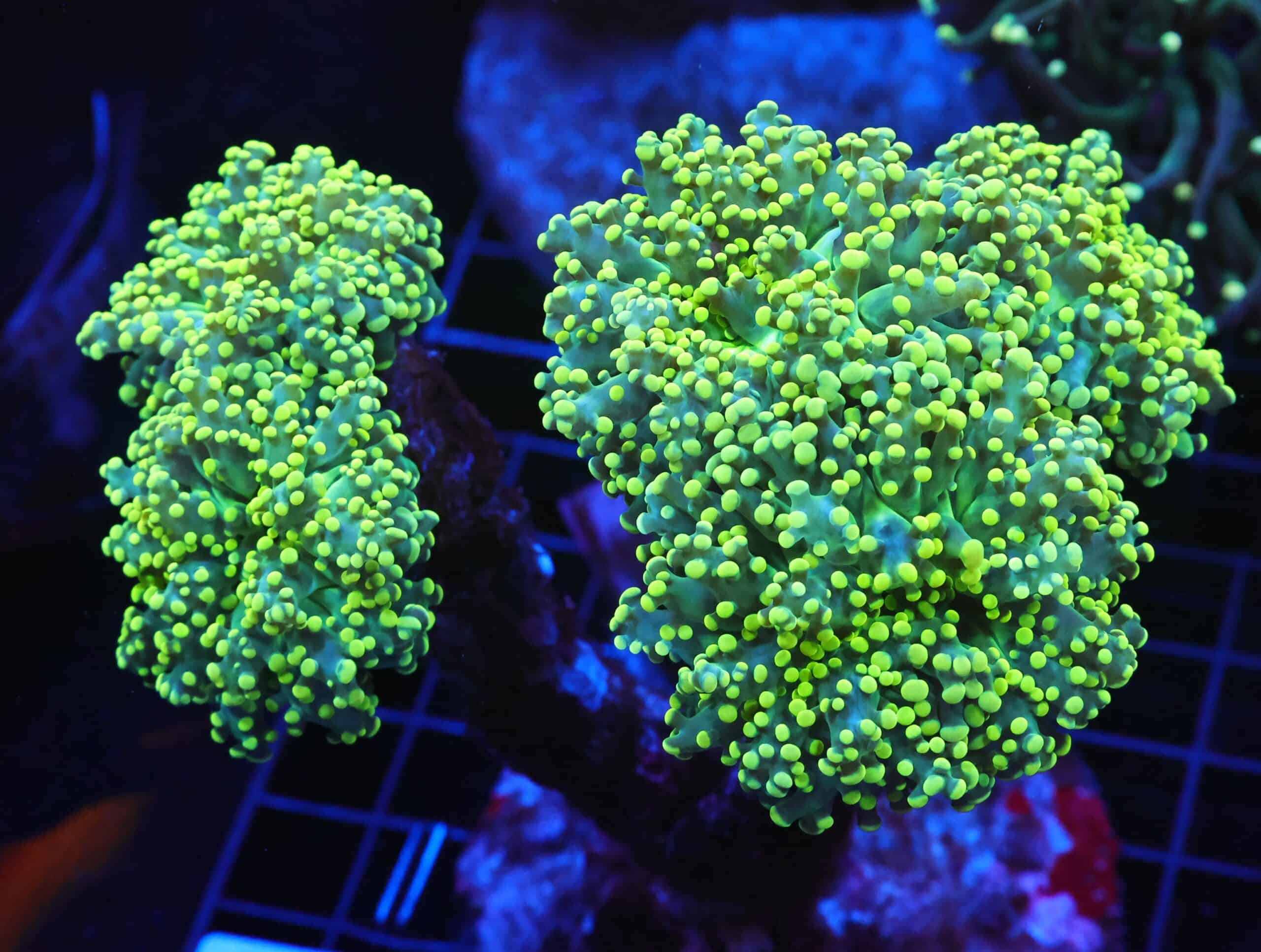 J111 - INDO FROGSPAWN BRANCH GAMMA RAY 5 HEAD