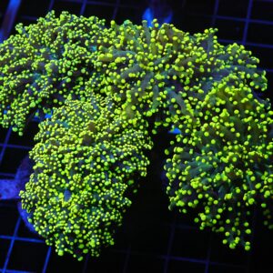 J120 - INDO FROGSPAWN BRANCH GAMMA RAY 7 HEAD