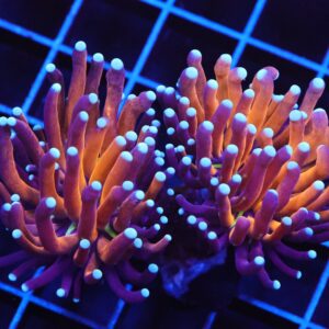 J126 - MALAYSIAN TORCH GOLD TIGER 2 HEAD