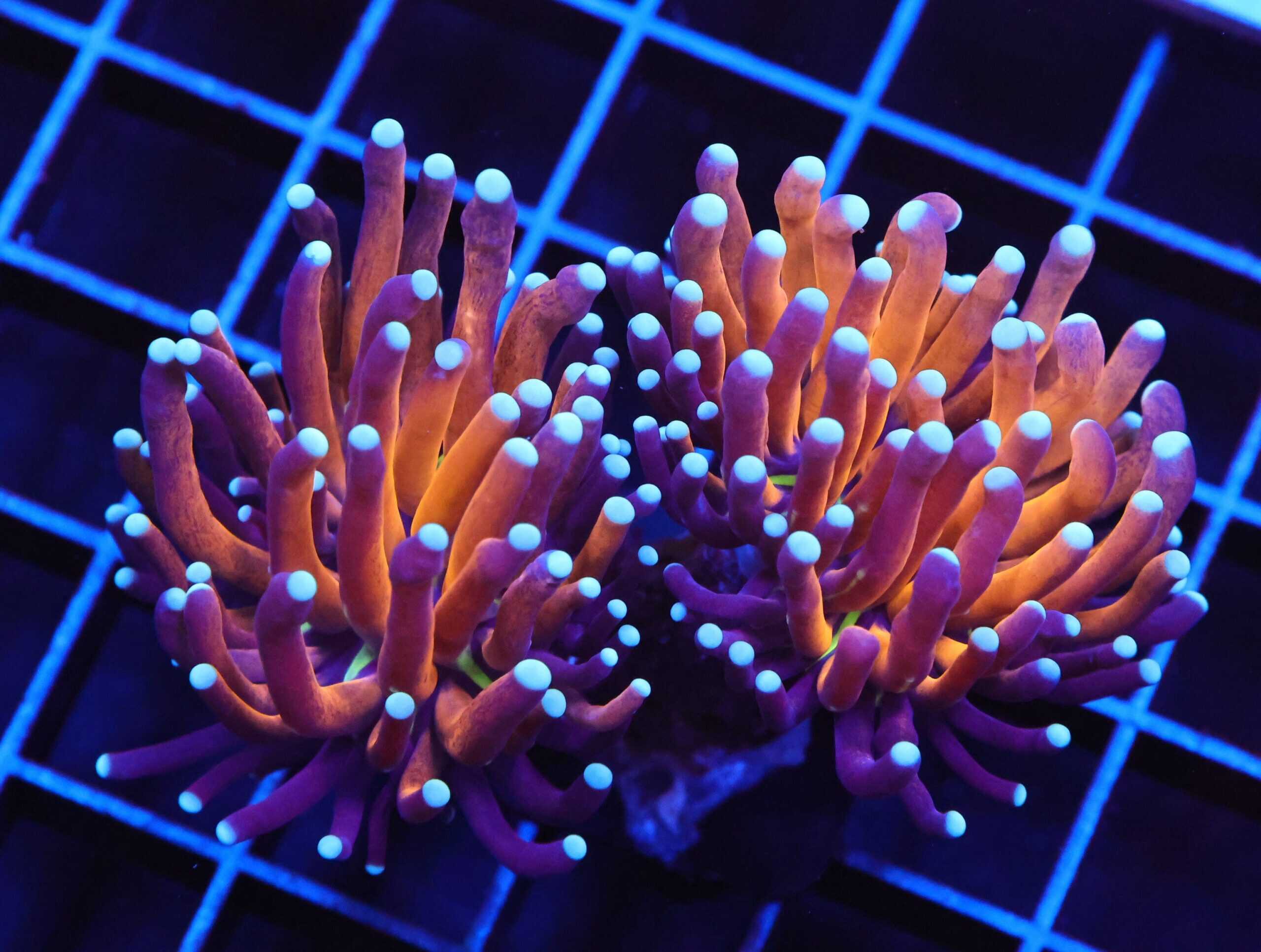 J126 - MALAYSIAN TORCH GOLD TIGER 2 HEAD