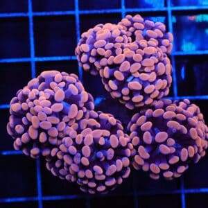 J131 - INDO HAMMER BRANCH ORANGE 7 HEAD