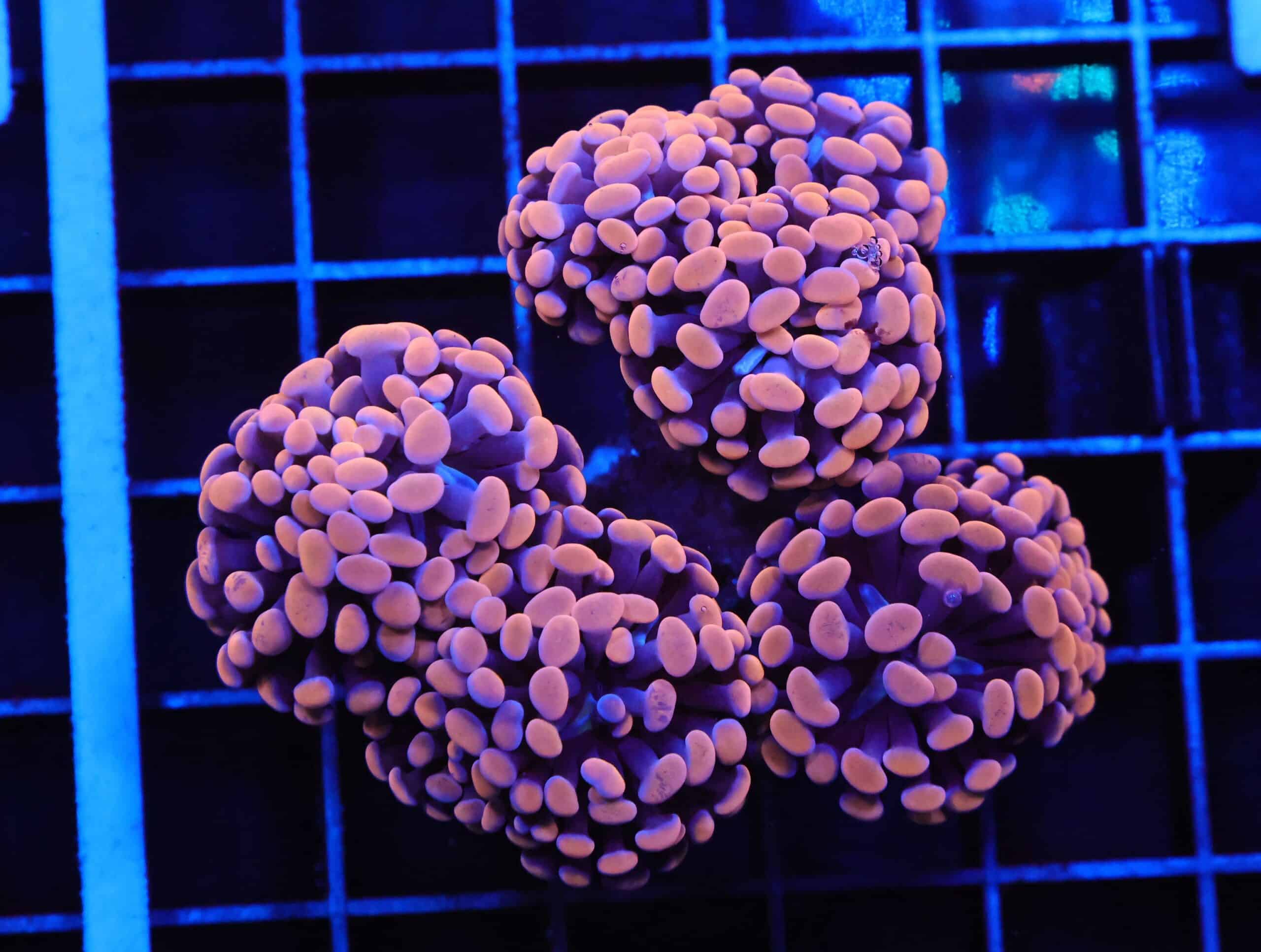 J131 - INDO HAMMER BRANCH ORANGE 7 HEAD