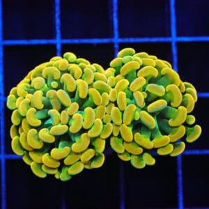 J132 - INDO HAMMER BRANCH HOLY GRAIL 2 HEAD