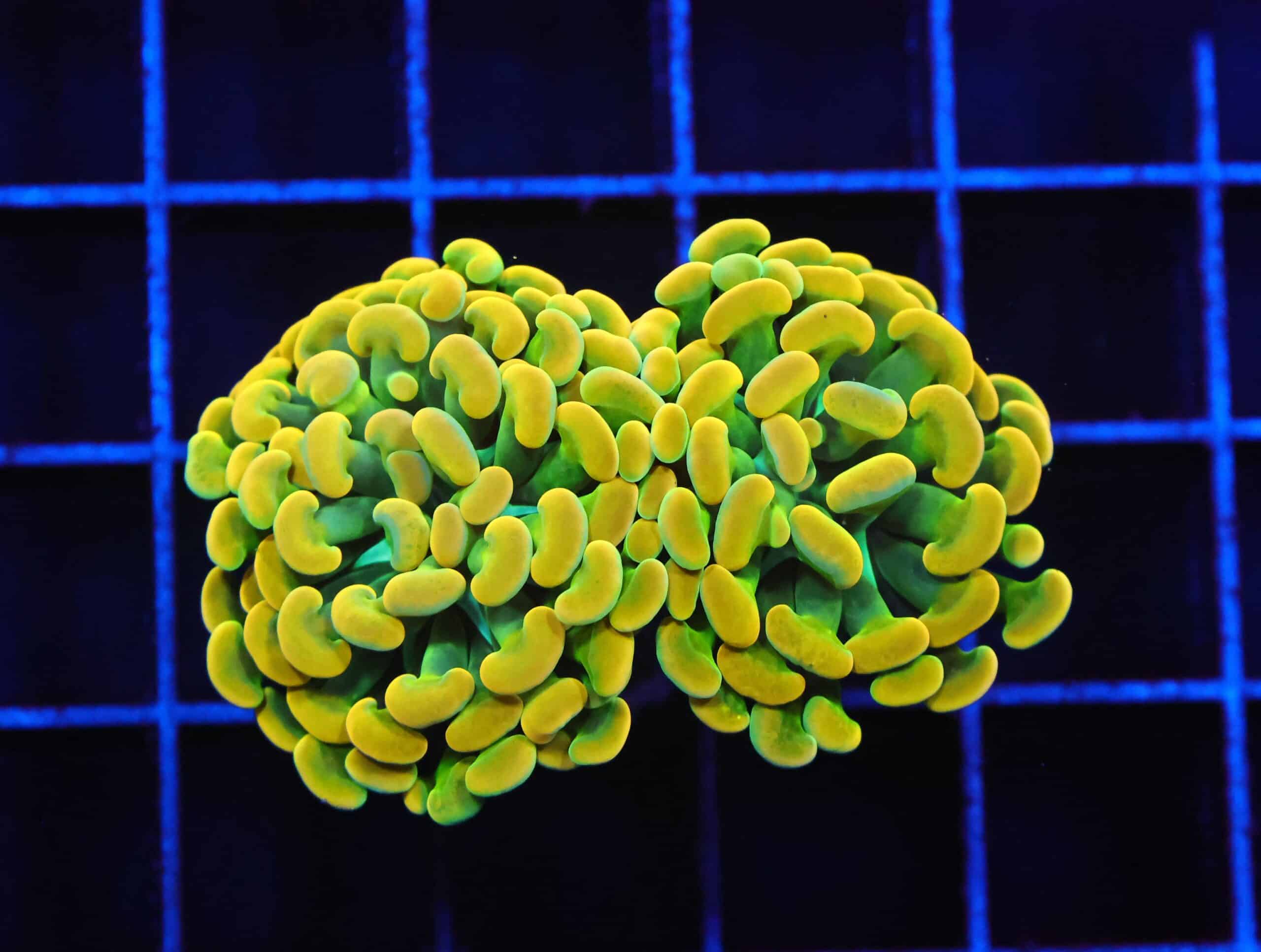 J132 - INDO HAMMER BRANCH HOLY GRAIL 2 HEAD