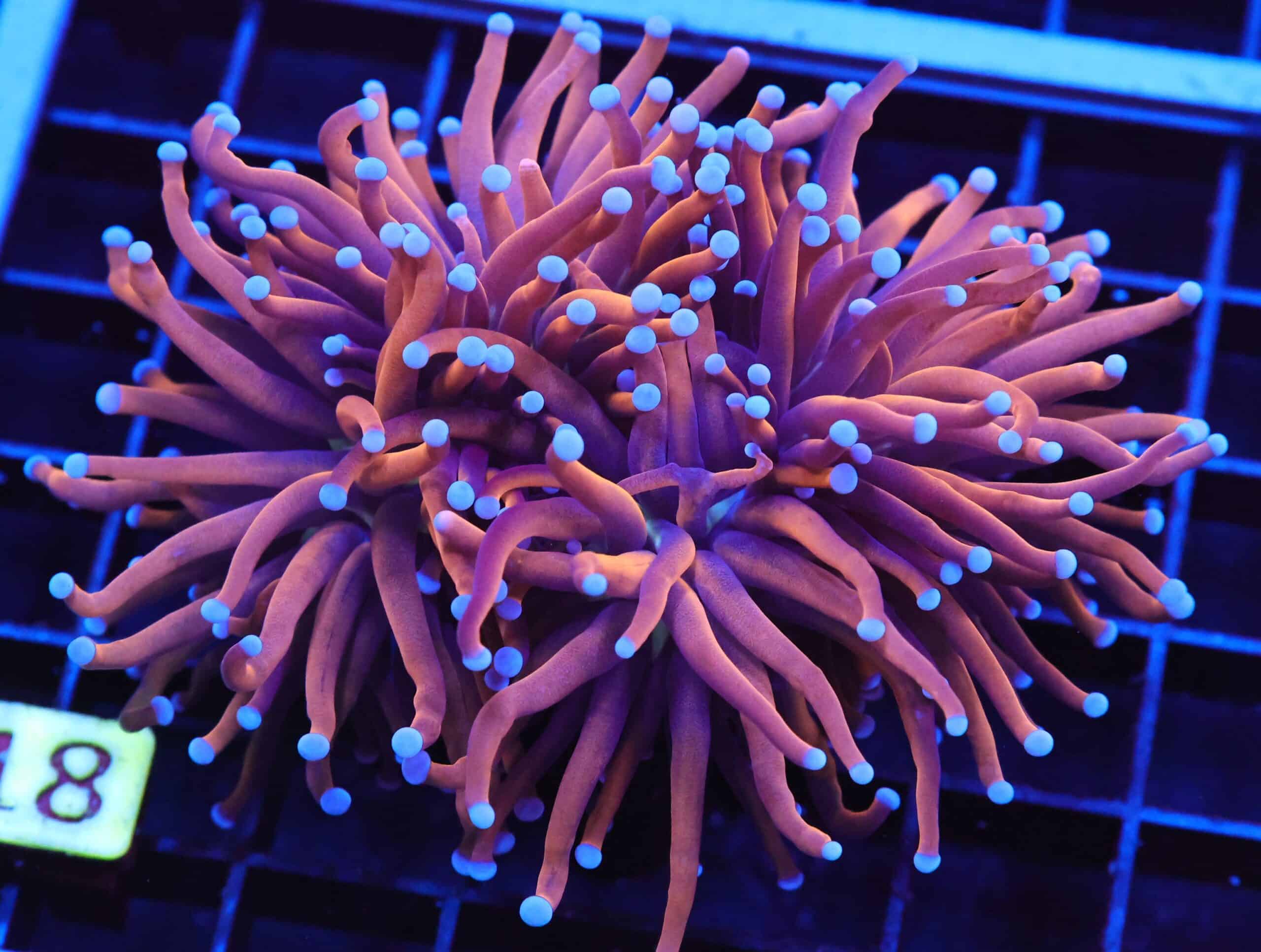 J18 - INDO TORCH GOLD VARIANT 3 HEAD