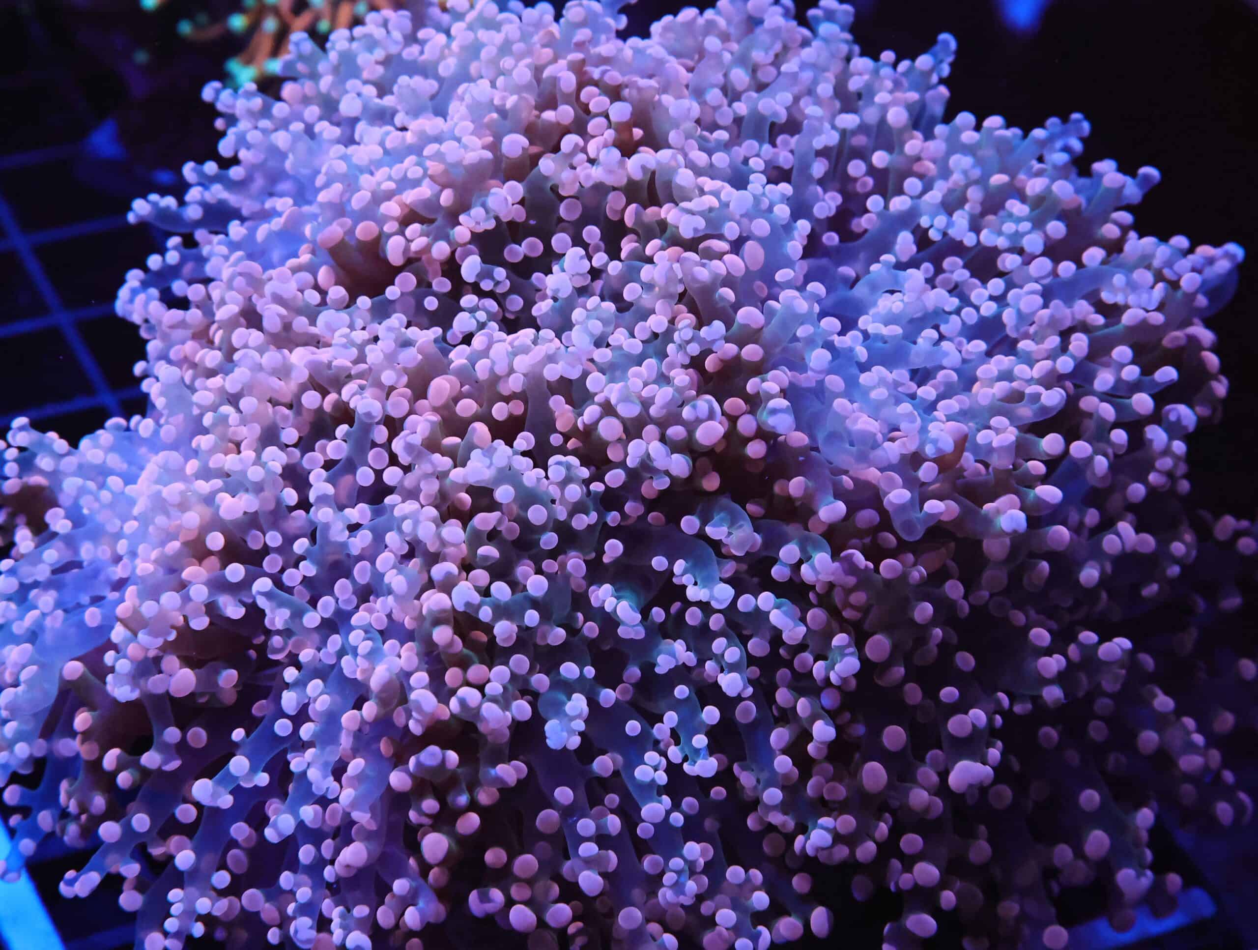 J26 - INDO FROGSPAWN BRANCH PEACH 7 HEAD