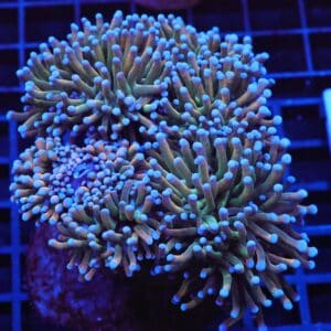 J29 - MALAYSIAN TORCH GRAIL VARIANT 6 HEAD