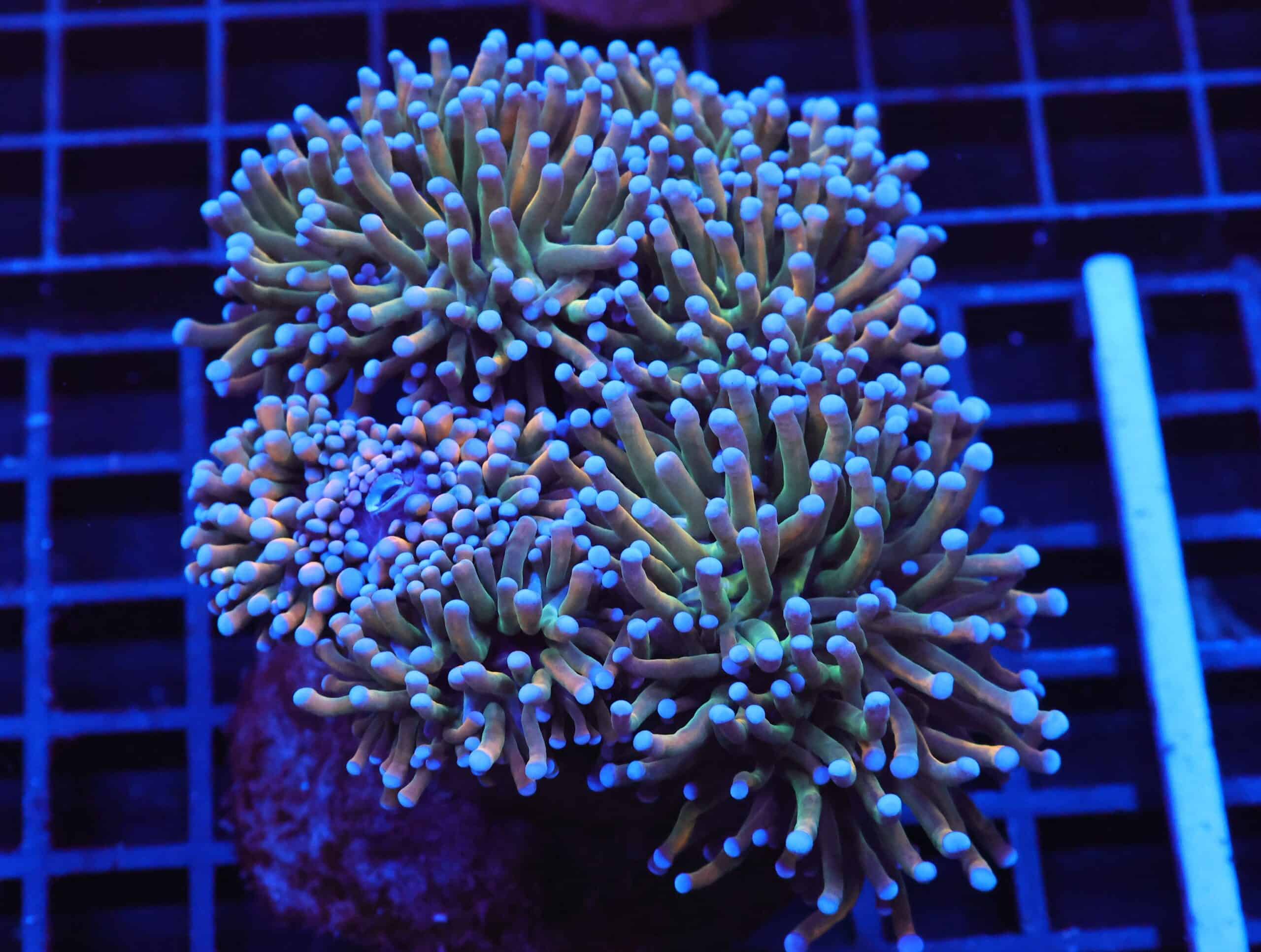 J29 - MALAYSIAN TORCH GRAIL VARIANT 6 HEAD