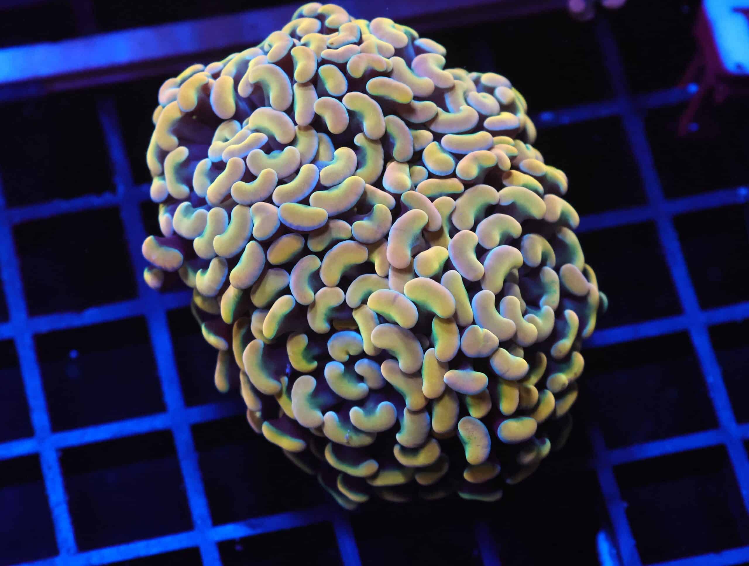 J31 - INDO HAMMER BRANCH GOLD 4 HEAD