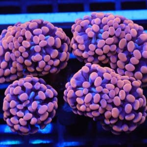 J32 - INDO HAMMER BRANCH ORANGE 7 HEAD