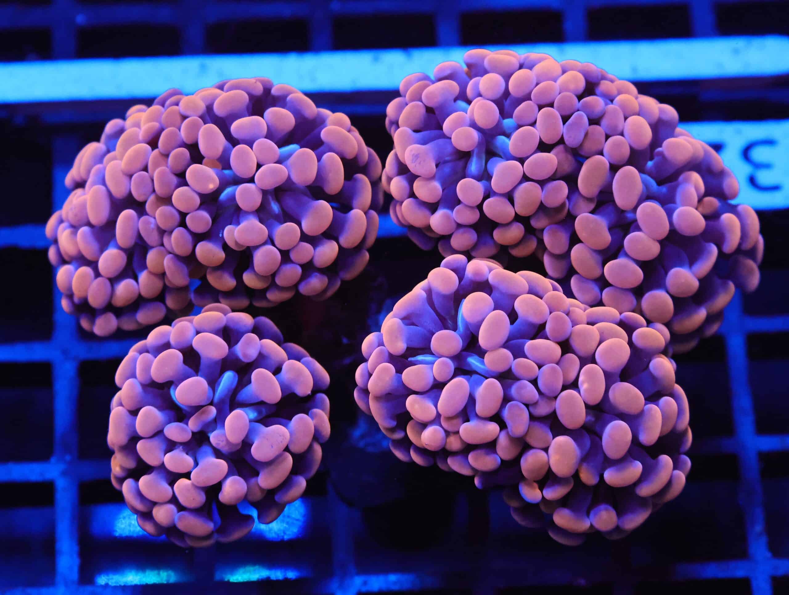 J32 - INDO HAMMER BRANCH ORANGE 7 HEAD