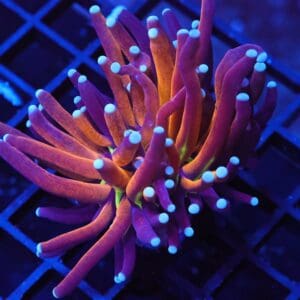 J36 - MALAYSIAN TORCH GOLD TIGER 1 HEAD