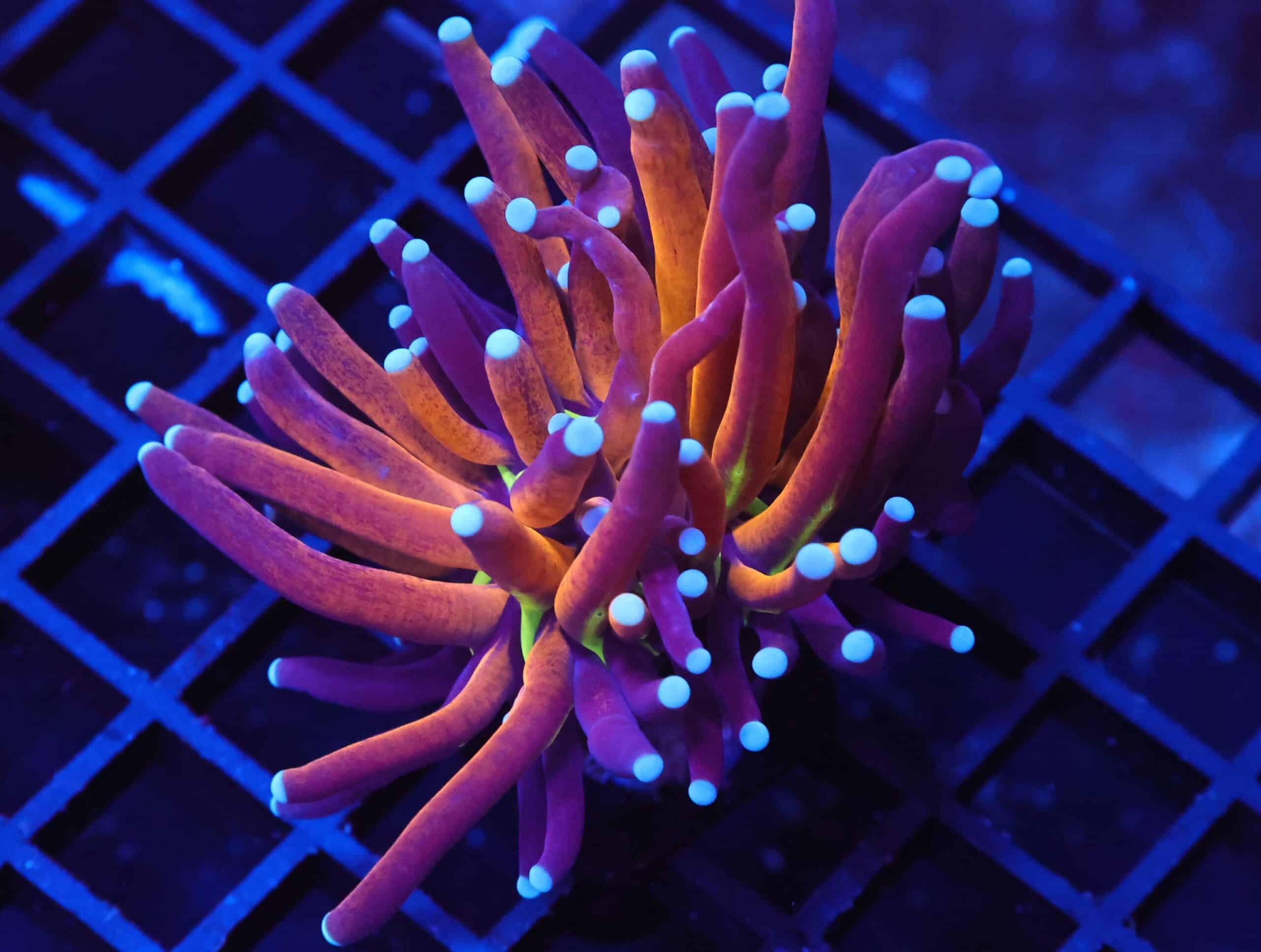 J36 - MALAYSIAN TORCH GOLD TIGER 1 HEAD