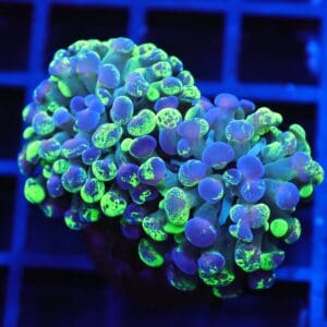 J33 - INDO HAMMER BRANCH TOXIC SPLATTER 2 HEAD