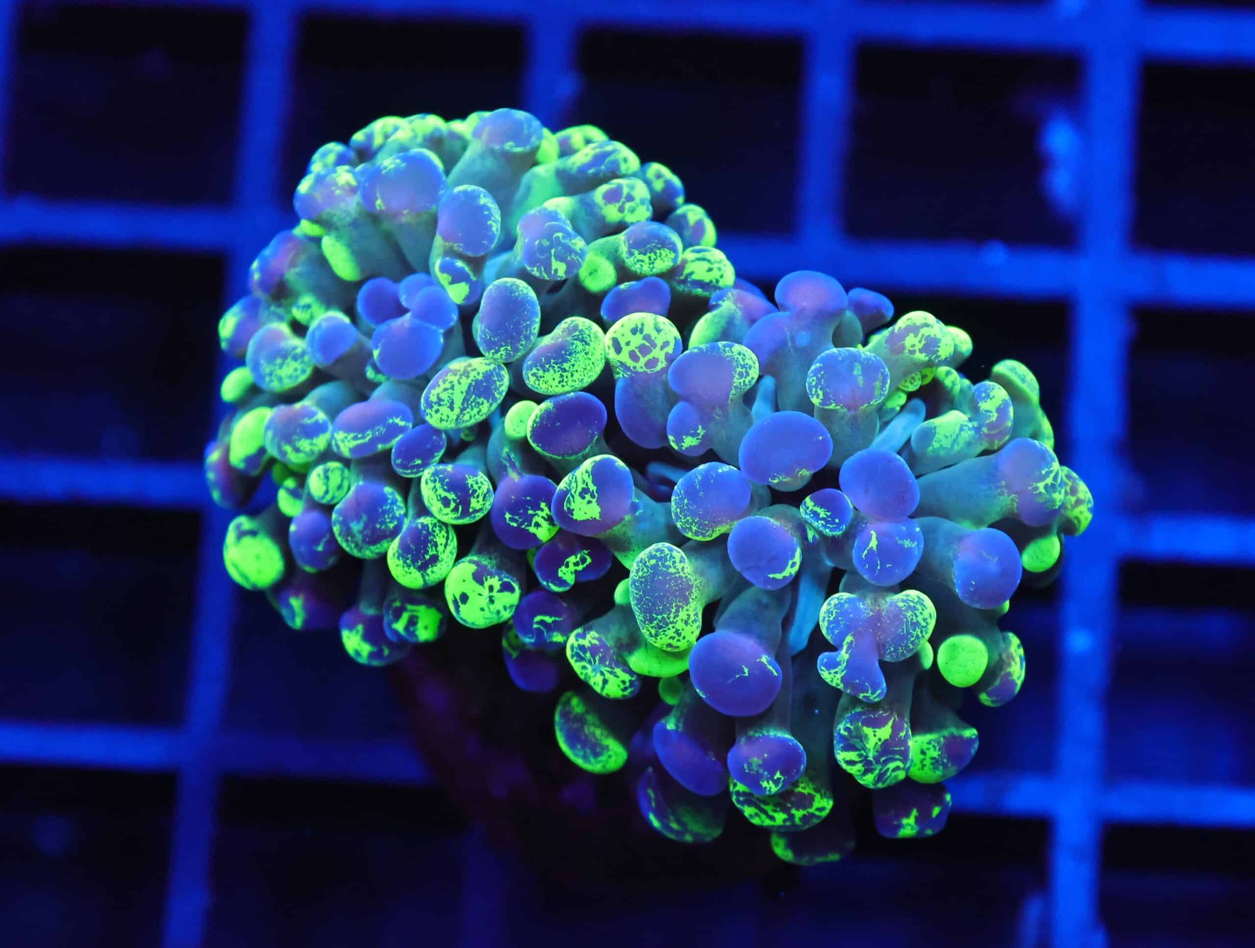 J33 - INDO HAMMER BRANCH TOXIC SPLATTER 2 HEAD