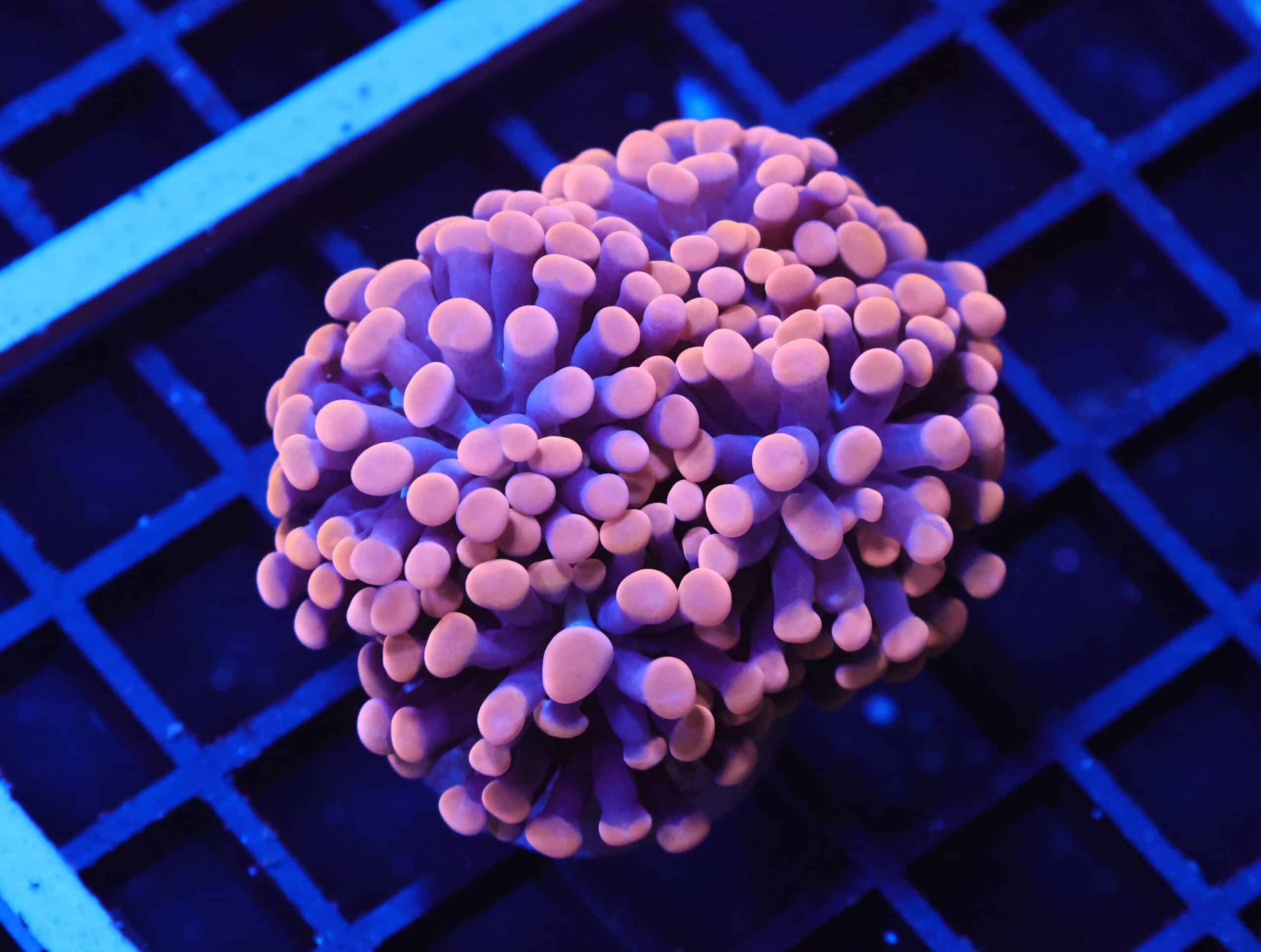 J41 - INDO HAMMER BRANCH ORANGE 4 HEAD