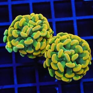 J44 - INDO HAMMER BRANCH HOLY GRAIL 2 HEAD