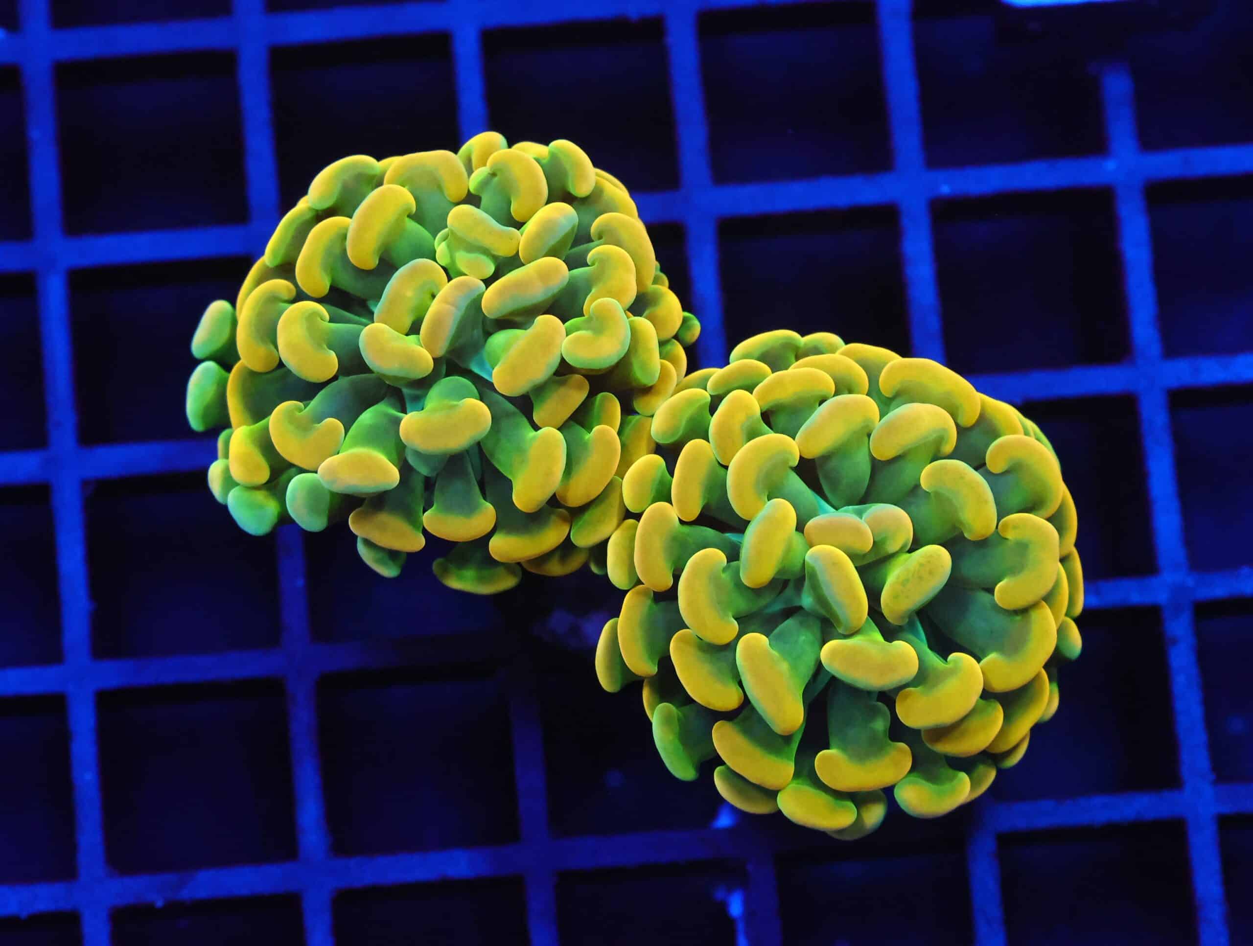 J44 - INDO HAMMER BRANCH HOLY GRAIL 2 HEAD