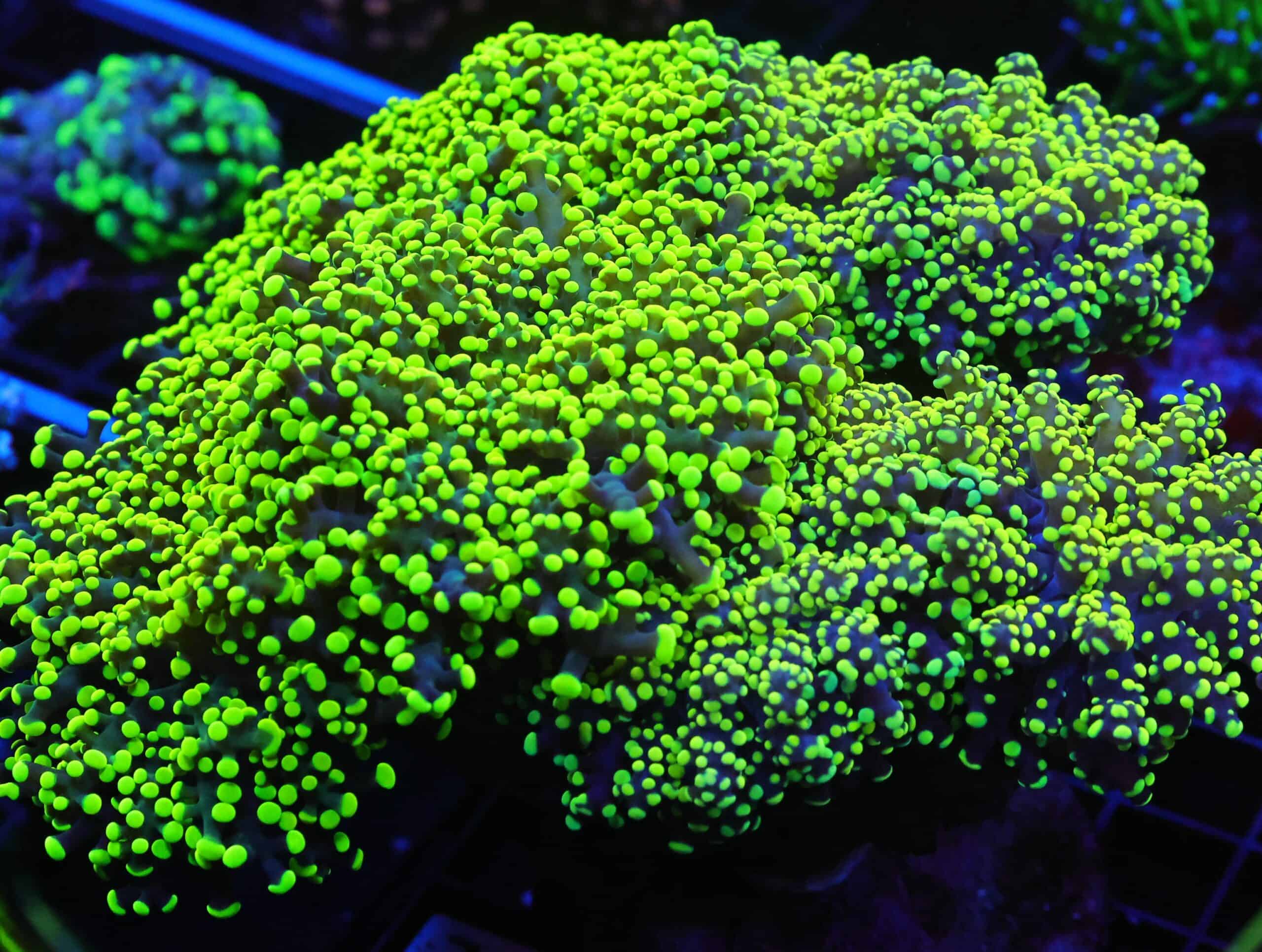 J71 - INDO FROGSPAWN BRANCH GAMMA RAY 6 HEAD