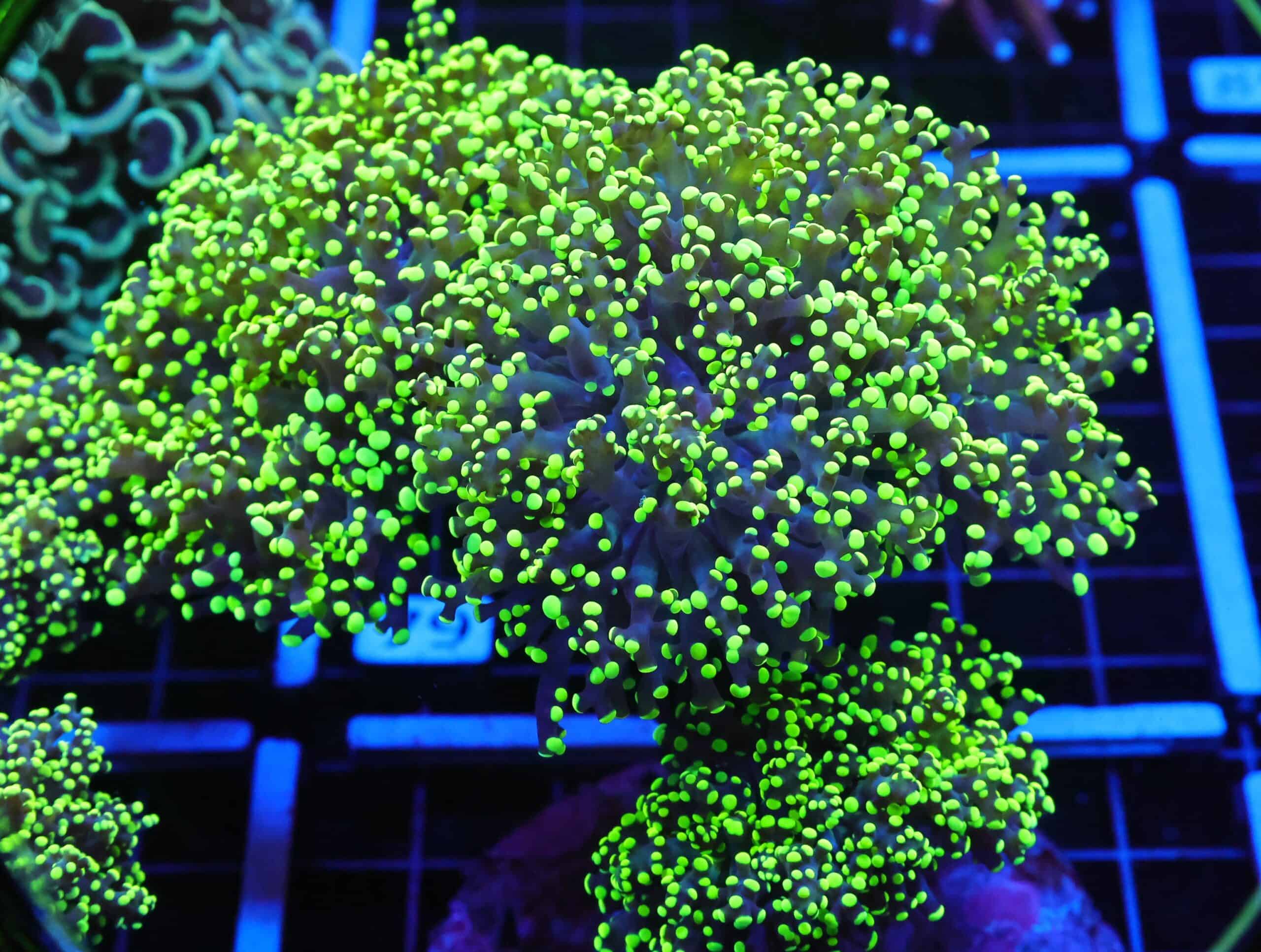 J74 - INDO FROGSPAWN BRANCH GAMMA RAY 7 HEAD