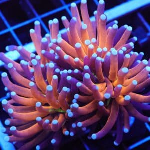 J84 - MALAYSIAN TORCH GOLD TIGER 2 HEAD