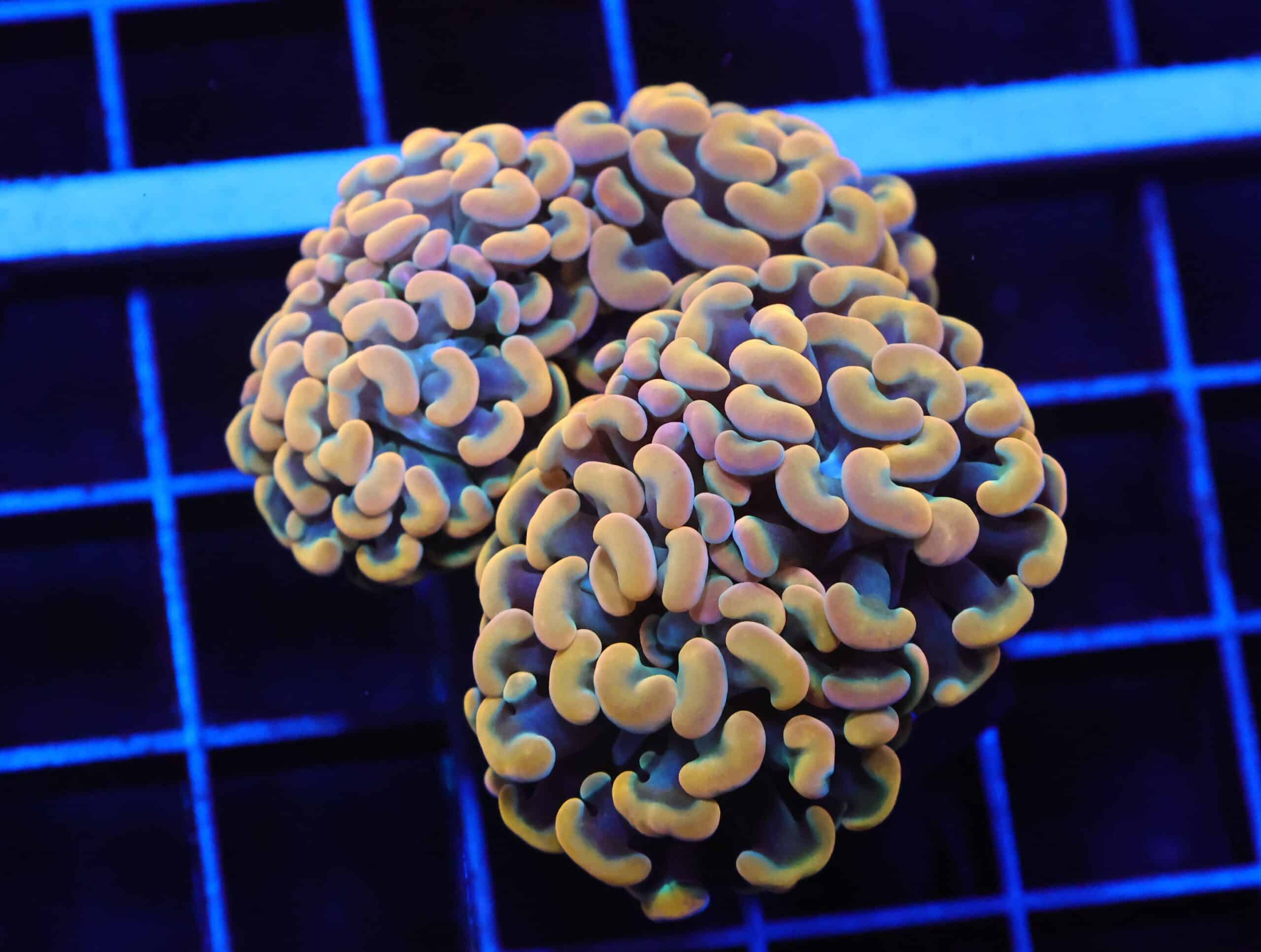 J89 - INDO HAMMER BRANCH GOLD 4 HEAD