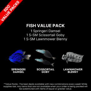 AAA: FISH Value Pack 1
