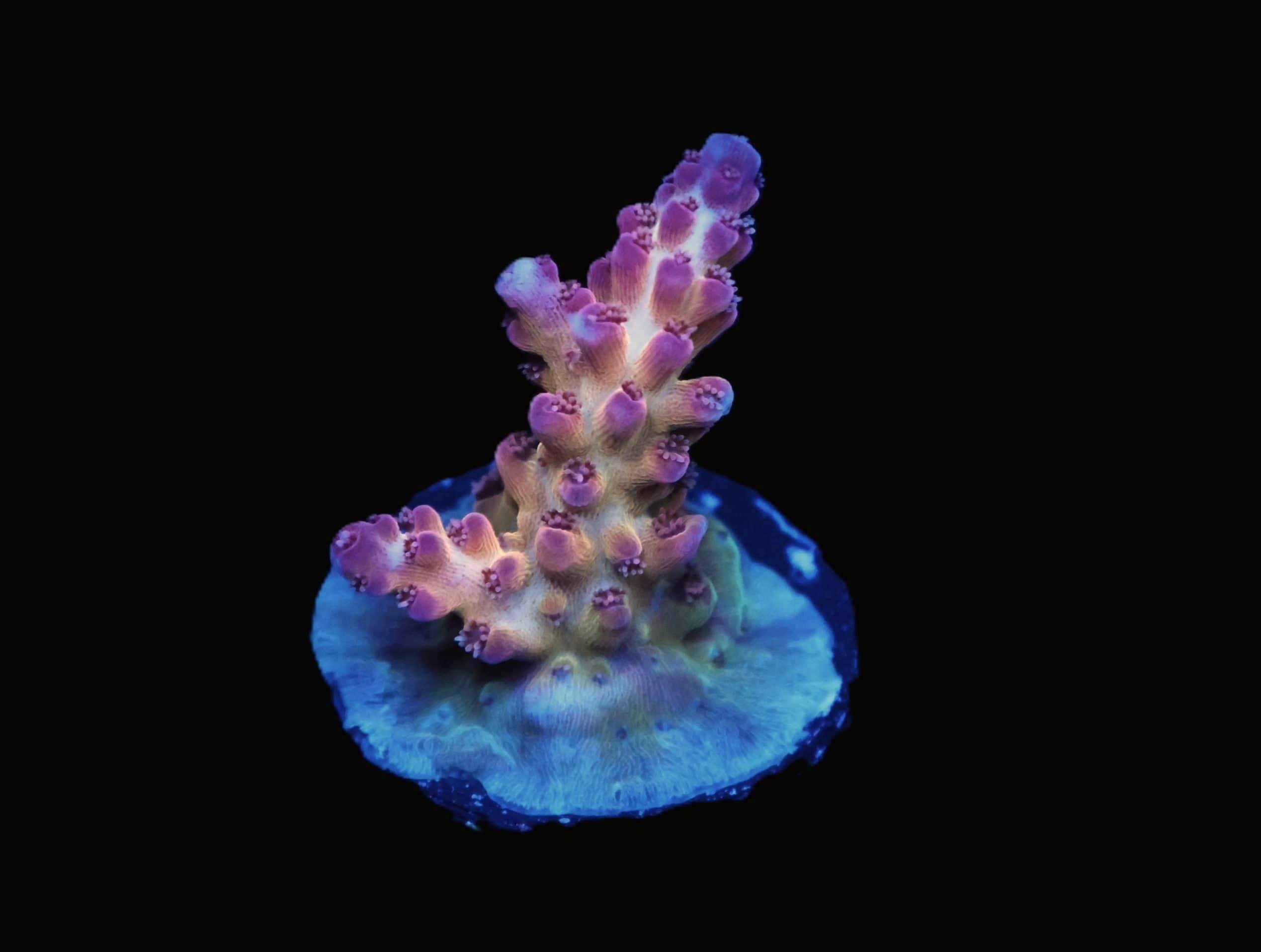 SDC Acro: Monkey Nutz Cult