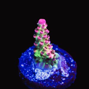 SDC Acro: Stargazer Cult