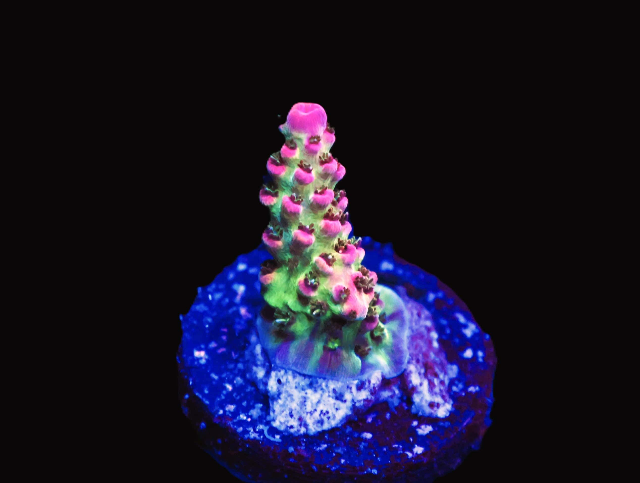 SDC Acro: Stargazer Cult