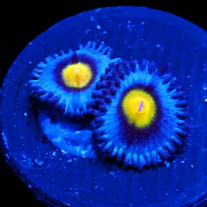 WWC Zoa: AOI Cult