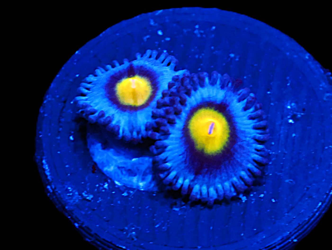 WWC AOI Zoa; Cultured - Zoanthid sp