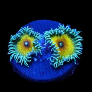 JF Zoa: Captain Jerk Cult