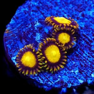 SDC Zoa: King Midas Cult