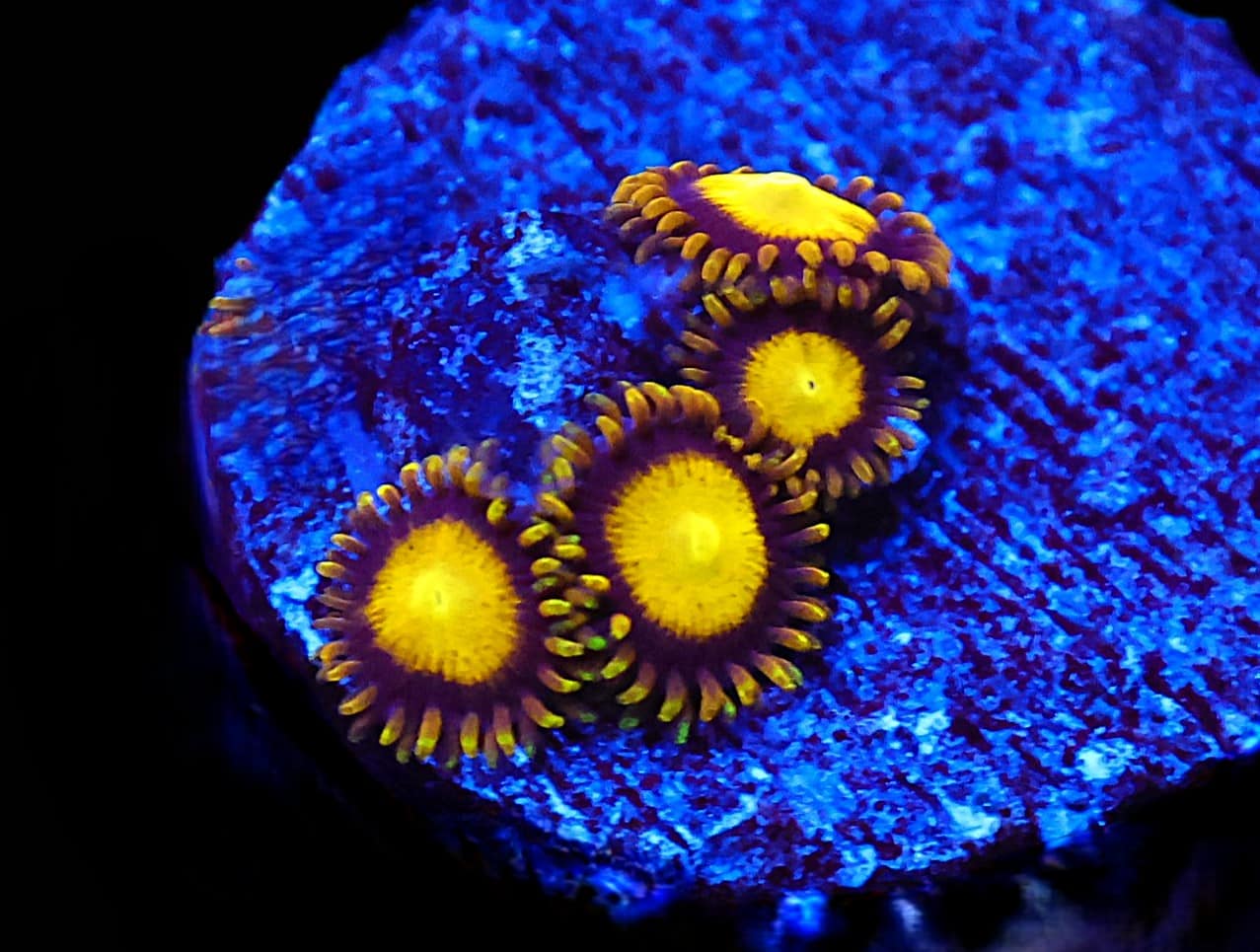 SDC Zoa: King Midas Cult