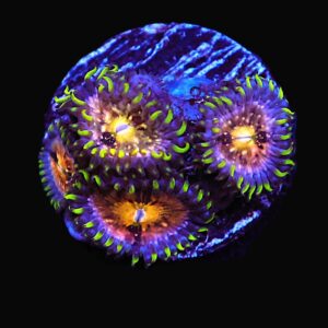 SDC Zoa: Nirvana Cult