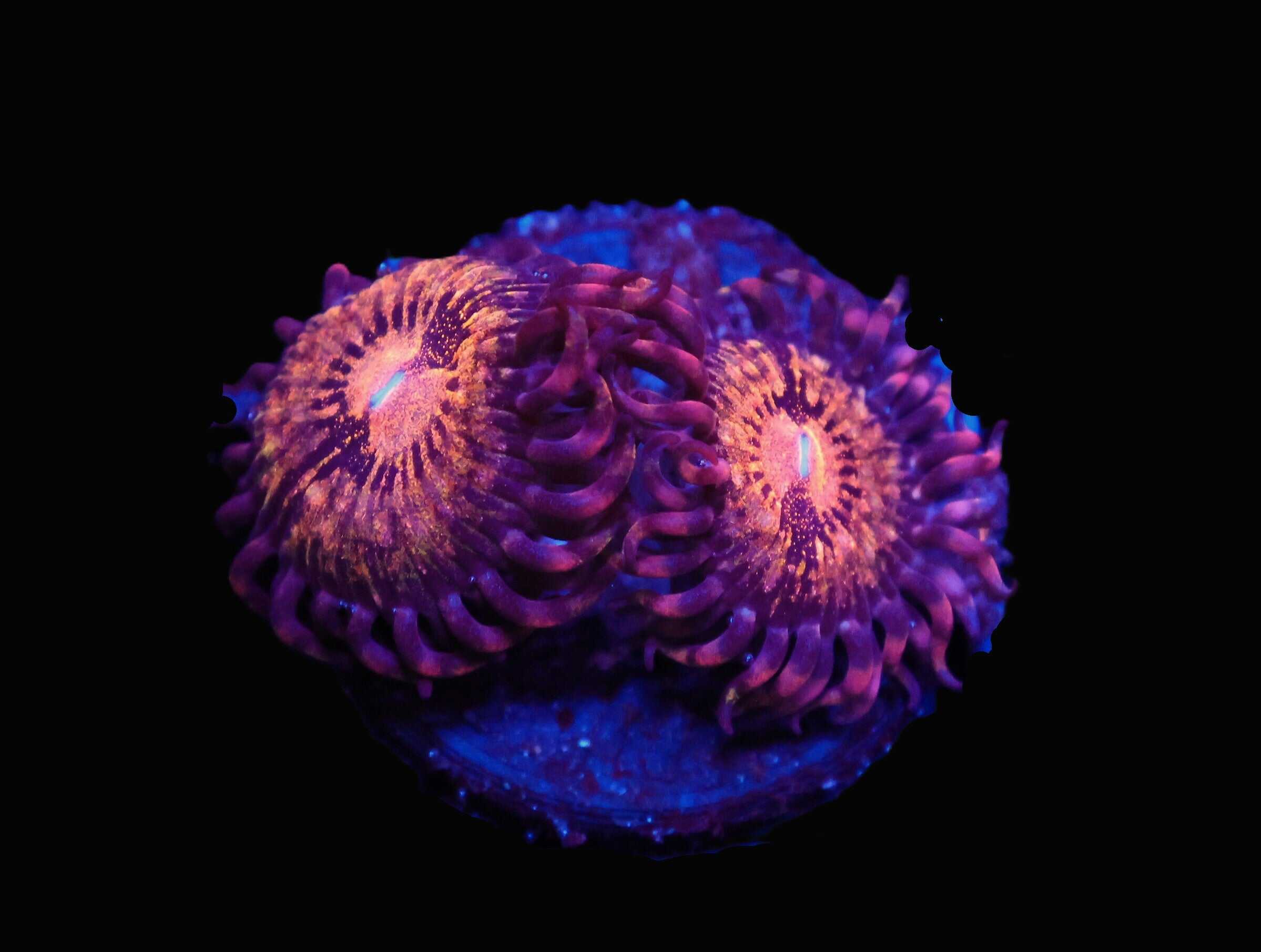 SDC Pandora Zoa; Cultured - Zoanthid sp