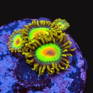 SDC Zoa: Rasta Cult