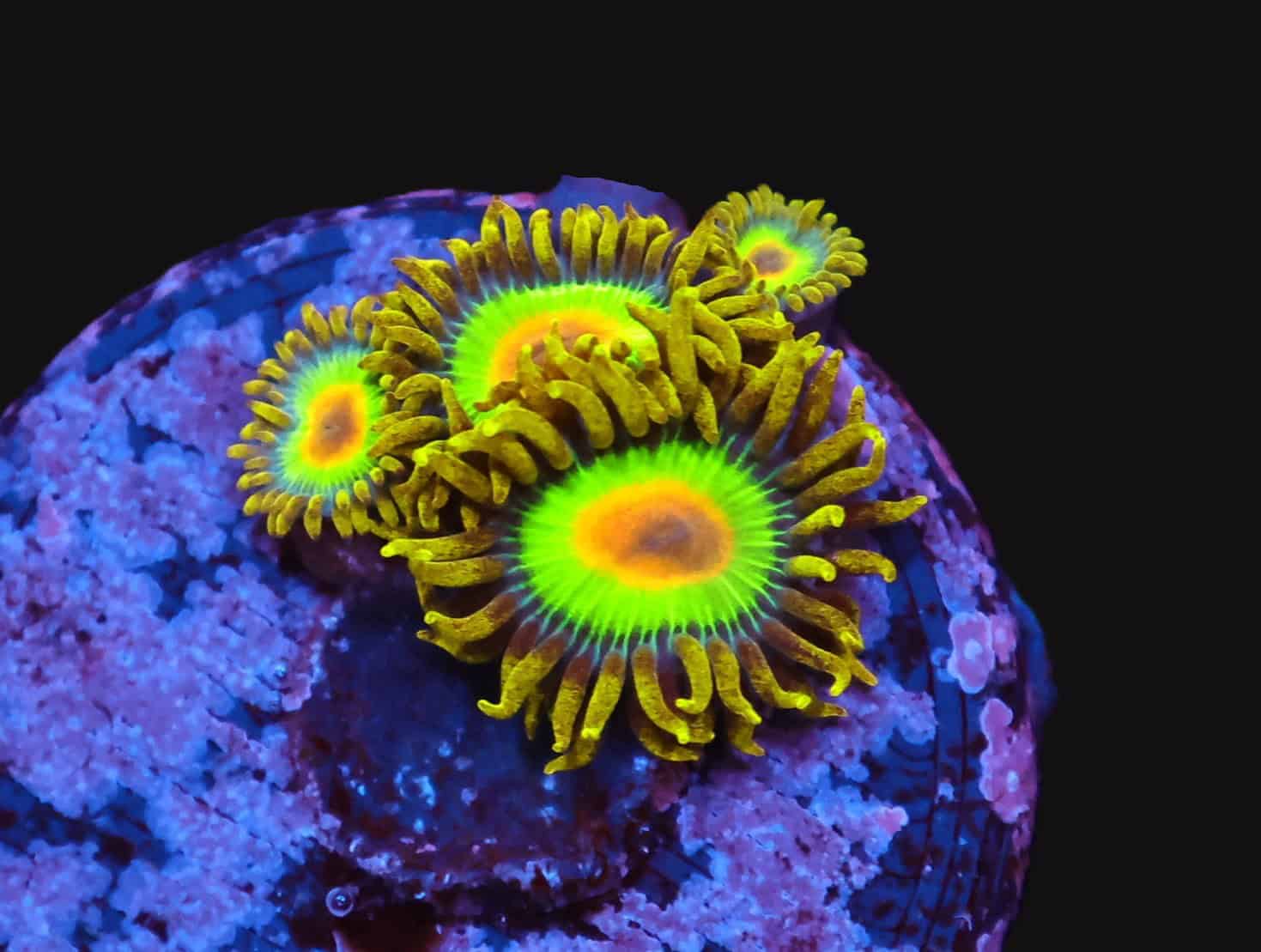 SDC Zoa: Rasta Cult