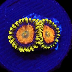 SDC Zoa: Sponge Bob Cult