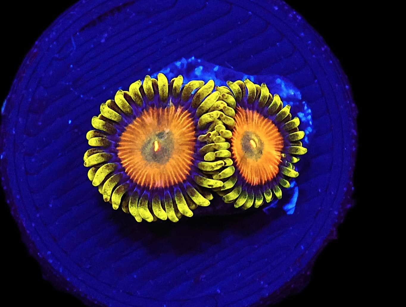 SDC Zoa: Sponge Bob Cult